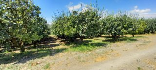 AVCI EMLAK'TAN GEYVE İLÇESİ UMURBEY KÖYÜ OVASINDA 4712 m2 YOLA CEPHE VERİMLİ AYVALIK