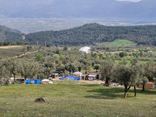 PAŞALAR'DA SATILIK ZEYTİNLİK