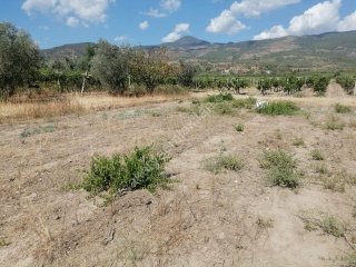 PAMUKOVA'DA  SATILIK TARLA