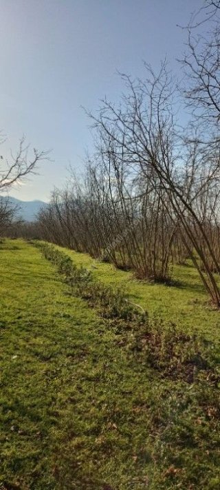 AKYAZI KÜÇÜCEK’TE YATIRIM DEĞERİ YÜKSEK 1340 m² FINDIK BAHÇESİ !