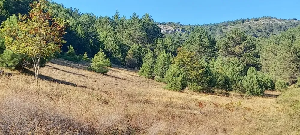 AVCI EMLAKTAN GEYVE HİSARLIKTA 1350 m2 HESAPLI YATIRIMLIK ARAZİ