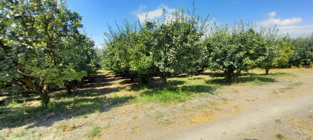 AVCI EMLAK'TAN GEYVE İLÇESİ UMURBEY KÖYÜ OVASINDA 4712 m2 YOLA CEPHE VERİMLİ AYVALIK