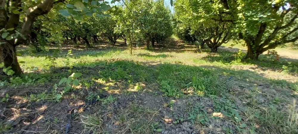 AVCI EMLAK'TAN GEYVE İLÇESİ UMURBEY KÖYÜ OVASINDA 4712 m2 YOLA CEPHE VERİMLİ AYVALIK