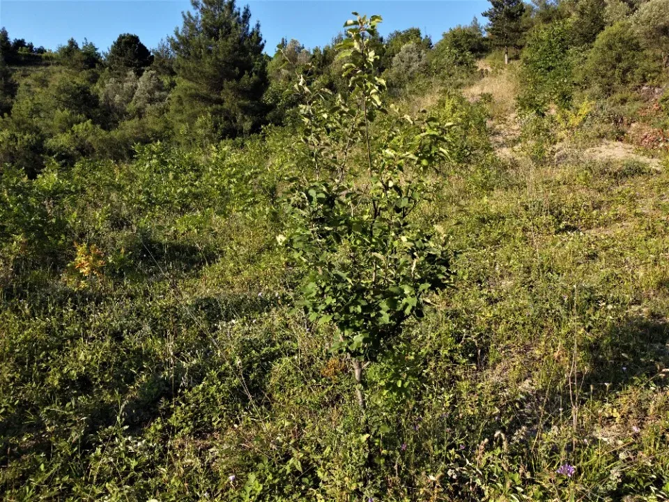 AVCI EMLAK'TAN GEYVE KÖPRÜBAŞI'NDA 1127 m2 MANZARALI TİNY HOUSE VE PREFABRİK İÇİN ARSA