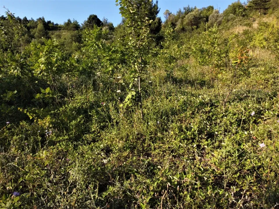 AVCI EMLAK'TAN GEYVE KÖPRÜBAŞI'NDA 1127 m2 MANZARALI TİNY HOUSE VE PREFABRİK İÇİN ARSA