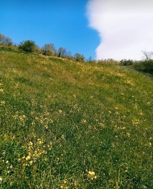 ***YATIRIMLIK TARLA***