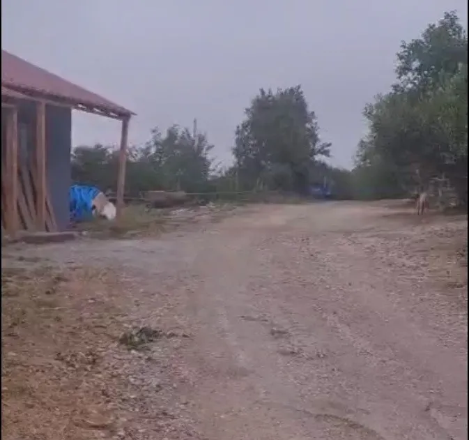 GEYVE KAMIŞLIDA SATILIK FINDIK BAHÇESİ