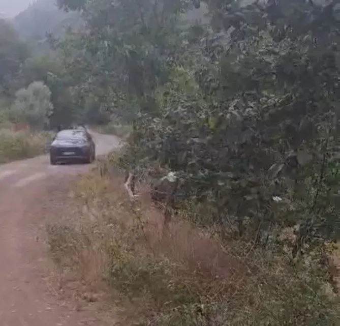 GEYVE KAMIŞLIDA SATILIK FINDIK BAHÇESİ