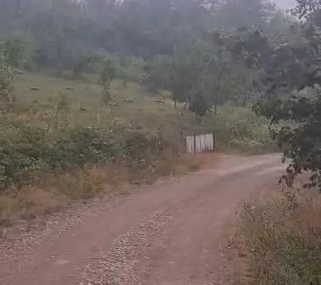 GEYVE KAMIŞLIDA SATILIK FINDIK BAHÇESİ