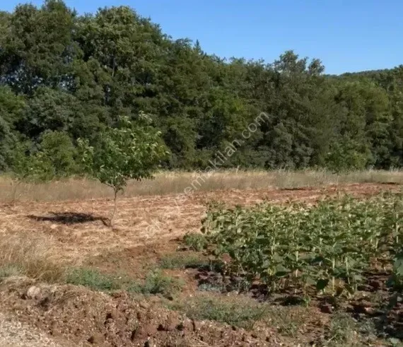 BOLATLI'DA SATILK TARLA