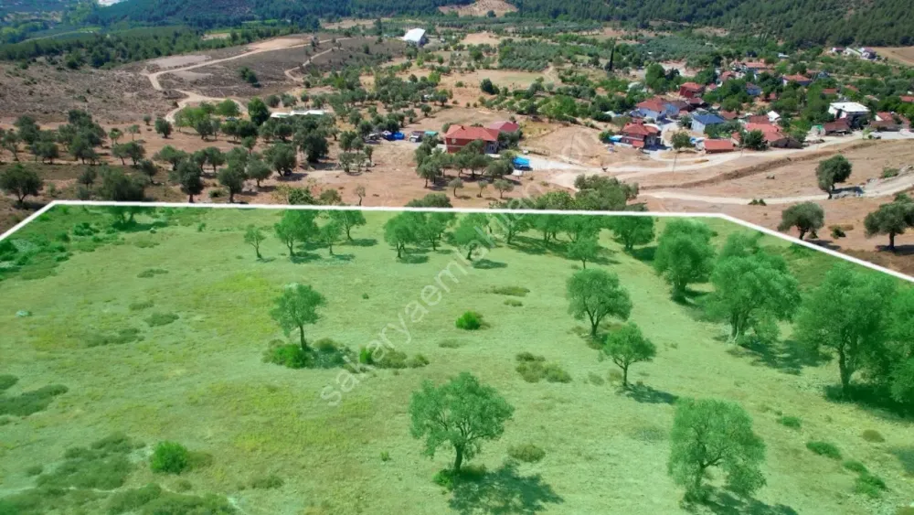 PAŞALAR'DA SATILIK ZEYTİNLİK