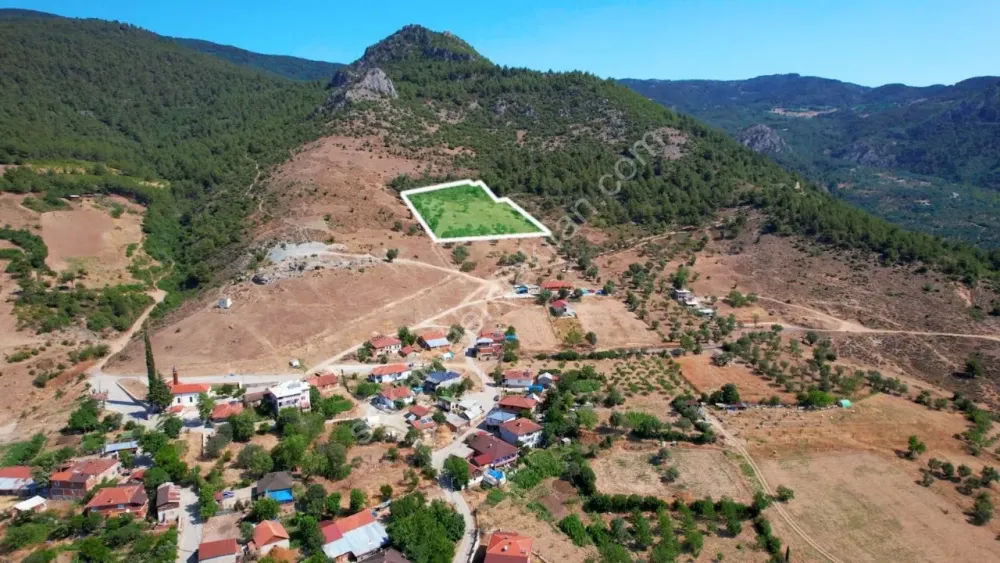 PAŞALAR'DA SATILIK ZEYTİNLİK