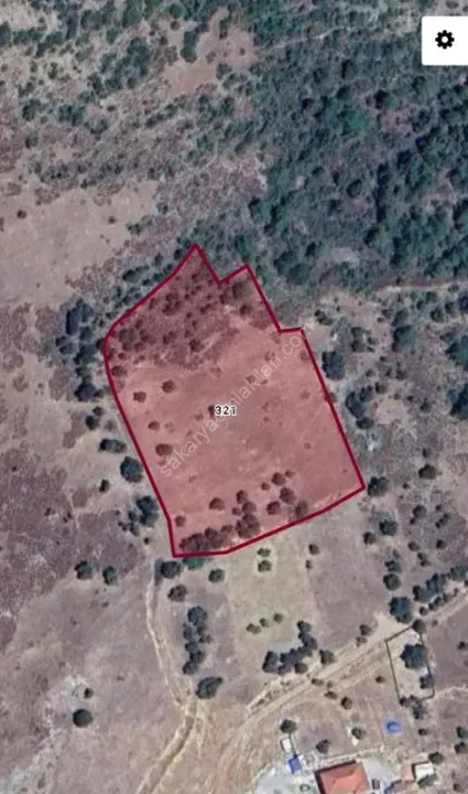 PAŞALAR'DA SATILIK ZEYTİNLİK