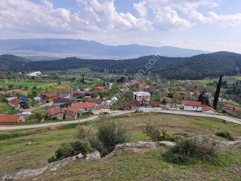 PAŞALAR'DA SATILIK ZEYTİNLİK