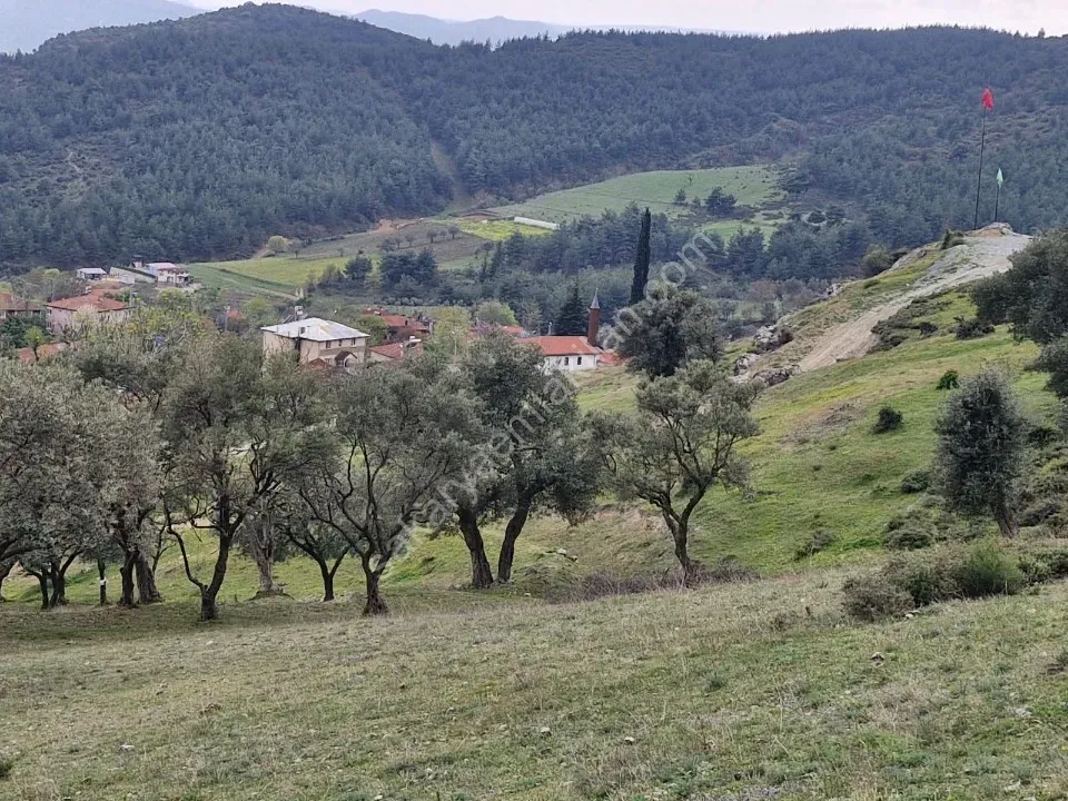 PAŞALAR'DA SATILIK ZEYTİNLİK