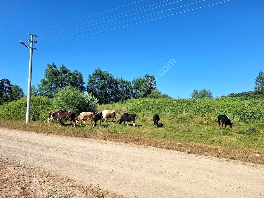 KARASU KUZULUK MAHALLESİNDE SATILIK 7.170 M2 TARLA