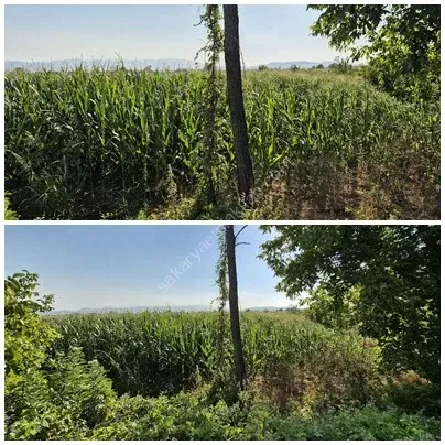 ADAPAZARI ÇÖKEKLER MAHALLESİNDE SATILIK TARLA