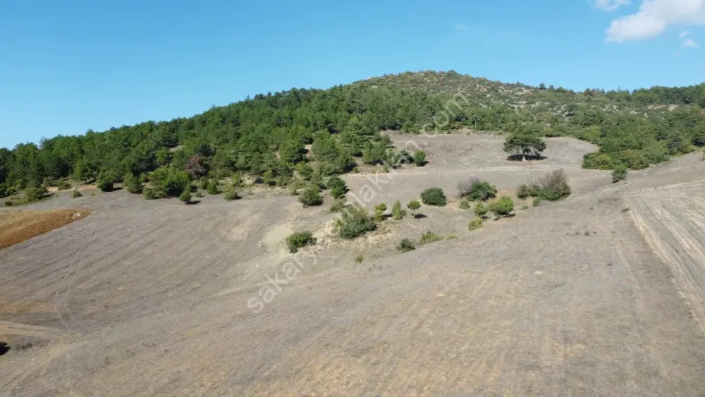 SAKARYA GEYVE GÜNHOŞLAR DA ACİL SATILIK 16 DÖNÜM ARAZİ