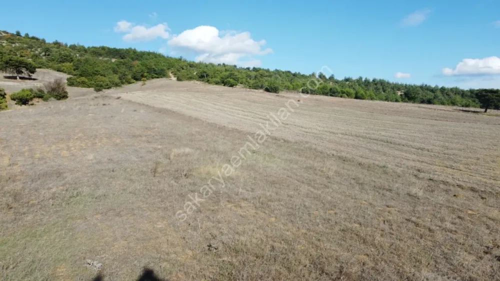 SAKARYA GEYVE GÜNHOŞLAR DA ACİL SATILIK 16 DÖNÜM ARAZİ