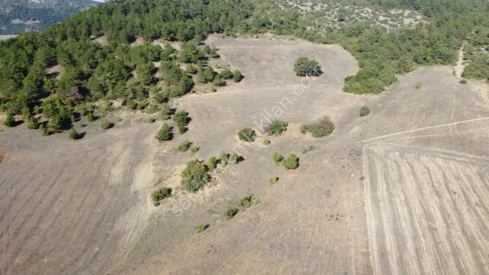 SAKARYA GEYVE GÜNHOŞLAR DA ACİL SATILIK 16 DÖNÜM ARAZİ