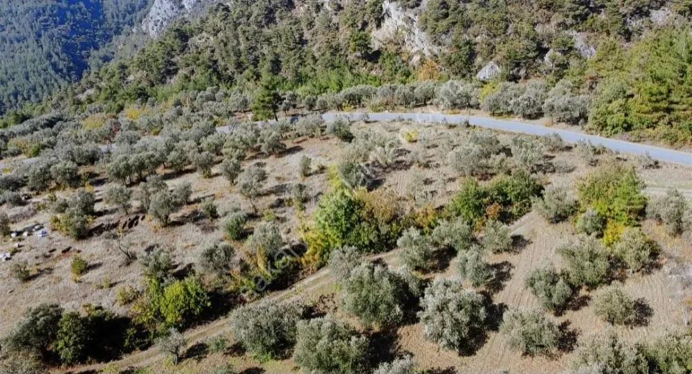 BAKMADAN GEÇMEYİN....DOĞA İLE BAŞBAŞA 1.161M2 FIRSAT ZEYTİNLİK