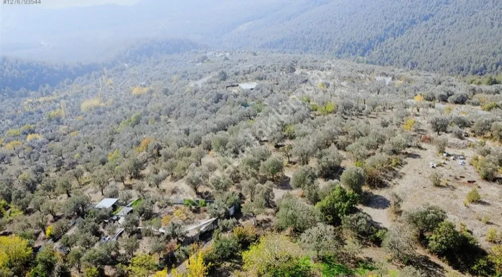 BAKMADAN GEÇMEYİN....DOĞA İLE BAŞBAŞA 1.161M2 FIRSAT ZEYTİNLİK
