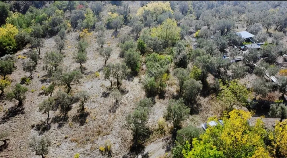 BAKMADAN GEÇMEYİN....DOĞA İLE BAŞBAŞA 1.161M2 FIRSAT ZEYTİNLİK