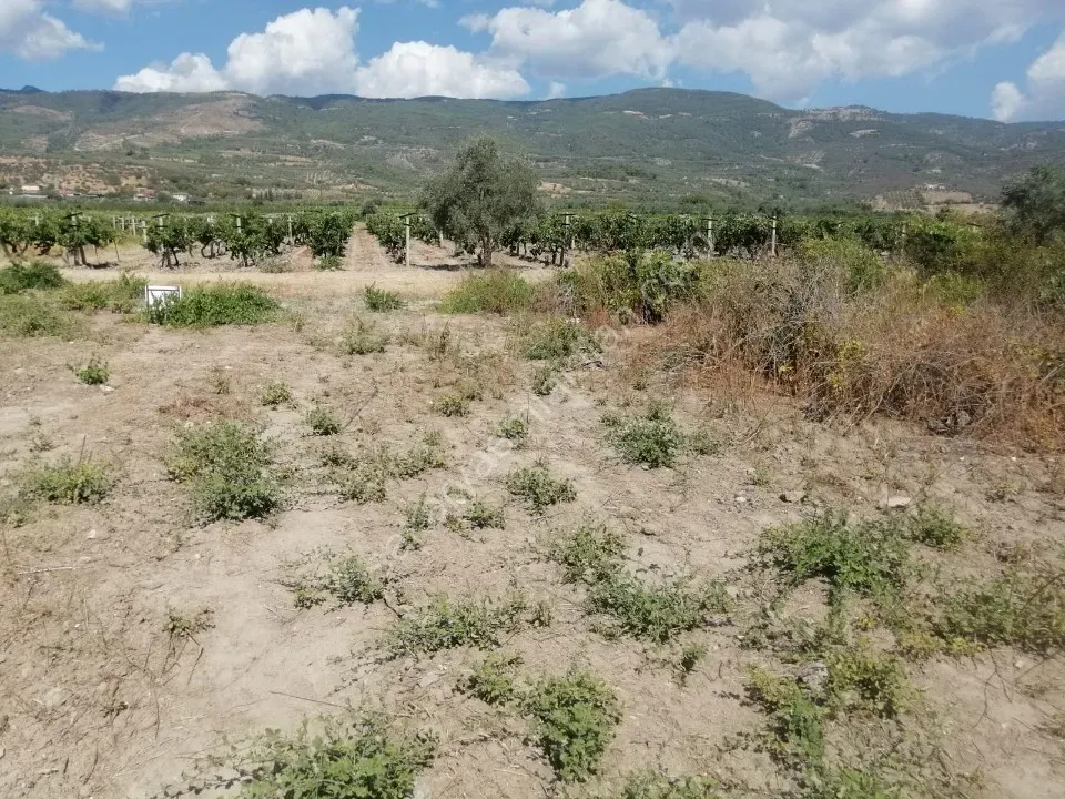 PAMUKOVA'DA  SATILIK TARLA