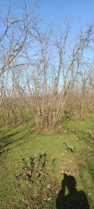 AKYAZI KÜÇÜCEK’TE YATIRIM DEĞERİ YÜKSEK 1340 m² FINDIK BAHÇESİ !