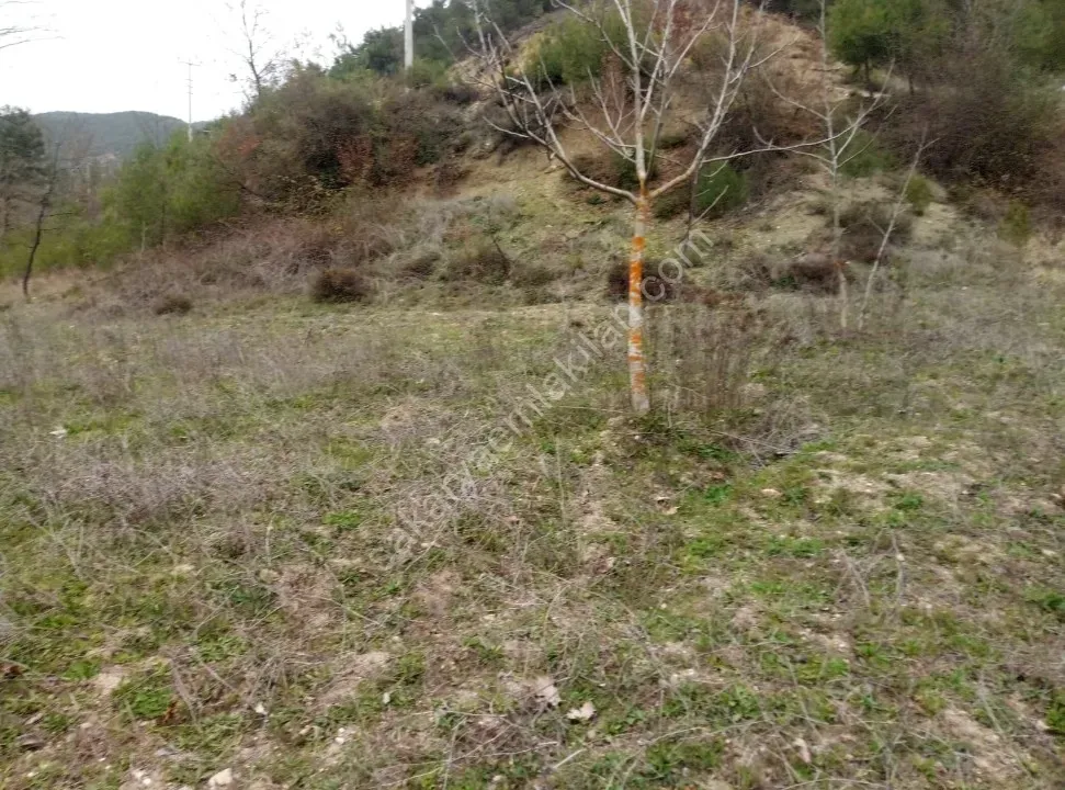 GEYVE ÇAMLIK KÖYÜNDE TAM YATIRIMLIK YOLA CEPHE 1056 m² FIRSAT HOBİ BAHÇESİ