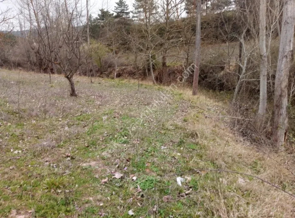 GEYVE ÇAMLIK KÖYÜNDE TAM YATIRIMLIK YOLA CEPHE 1056 m² FIRSAT HOBİ BAHÇESİ