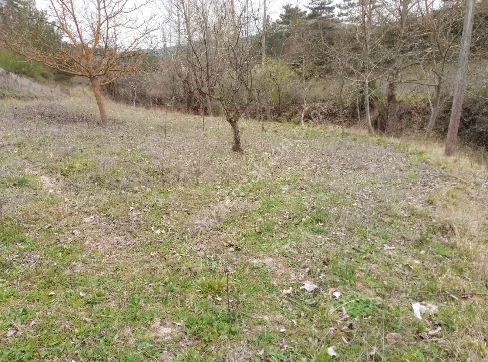 GEYVE ÇAMLIK KÖYÜNDE TAM YATIRIMLIK YOLA CEPHE 1056 m² FIRSAT HOBİ BAHÇESİ