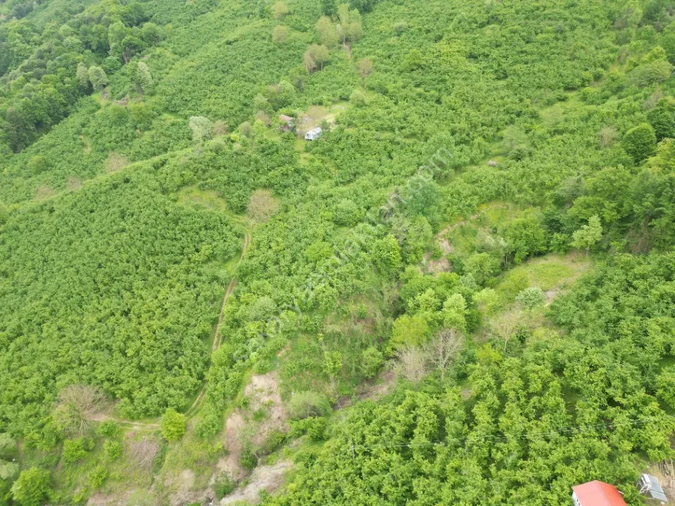 BALLIKAYA BARAJ MANZARALI SATILIK FINDIK BAHÇESİ KONUT İMARLI