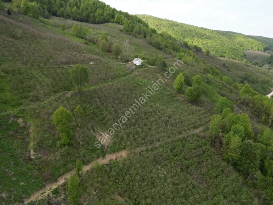 TAŞYATAK MAH. AKYAZI'DA SATILIK FINDIK BAHÇESİ 2.075 m2