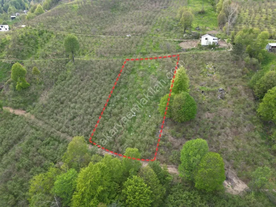 TAŞYATAK MAH. AKYAZI'DA SATILIK FINDIK BAHÇESİ 2.075 m2