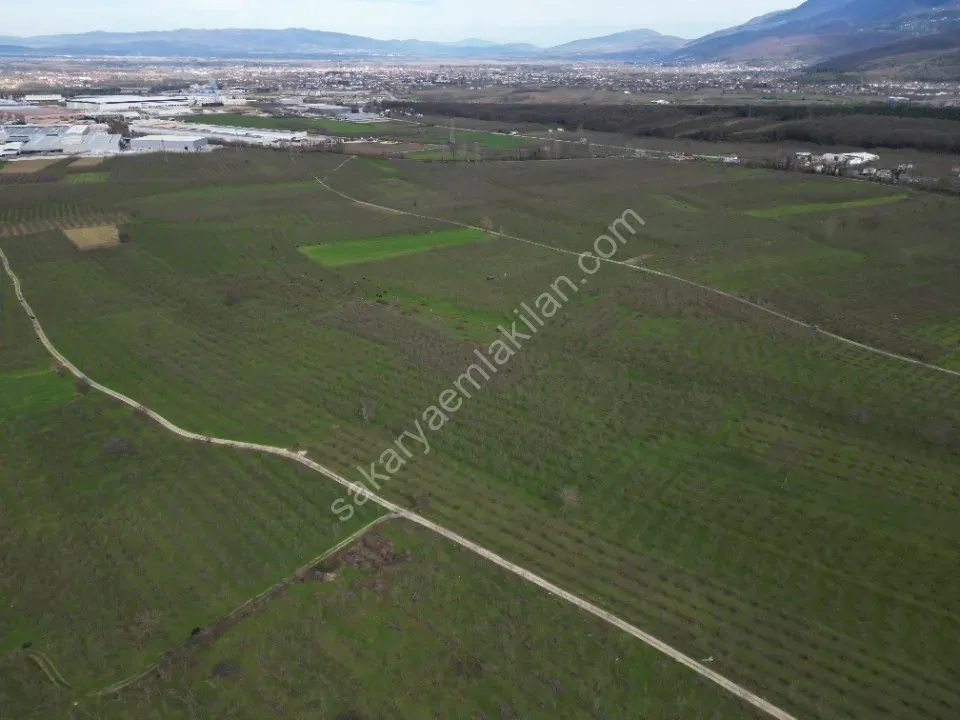 KÜÇÜCEK İSTİKLAL'DE 6.159 m2 FINDIK BAHÇESİ SATILIK