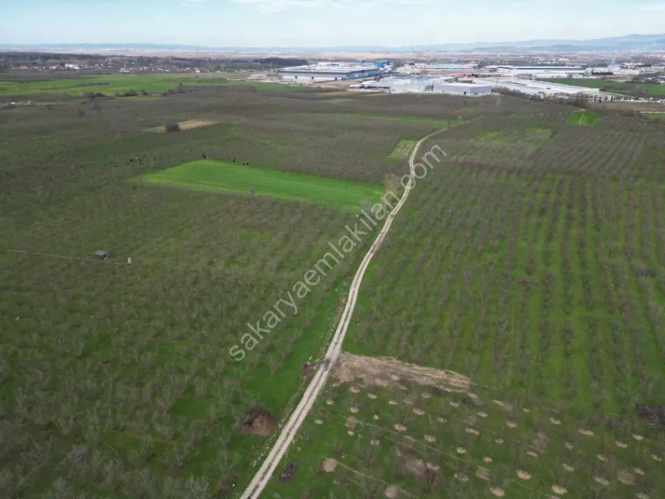 KÜÇÜCEK İSTİKLAL'DE 6.159 m2 FINDIK BAHÇESİ SATILIK