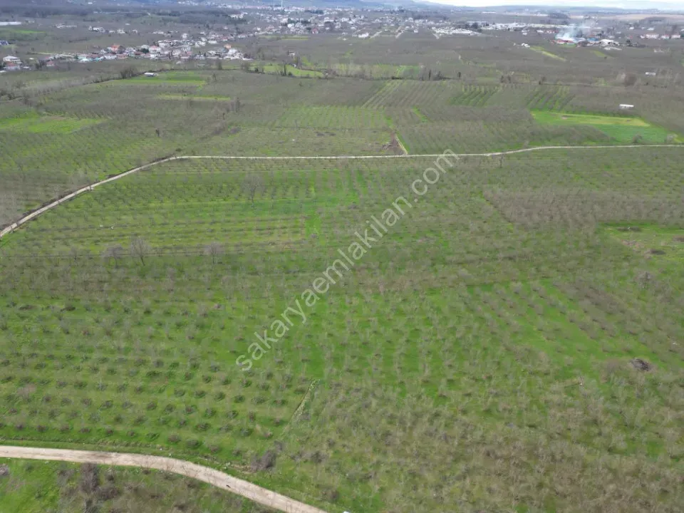 KÜÇÜCEK İSTİKLAL'DE 6.159 m2 FINDIK BAHÇESİ SATILIK