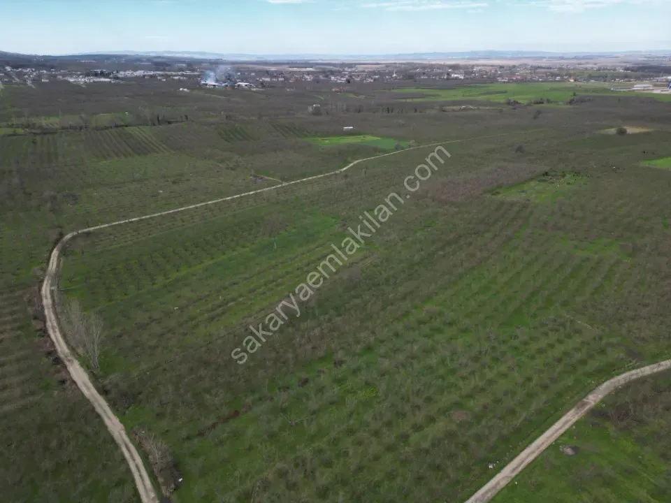 KÜÇÜCEK İSTİKLAL'DE 6.159 m2 FINDIK BAHÇESİ SATILIK