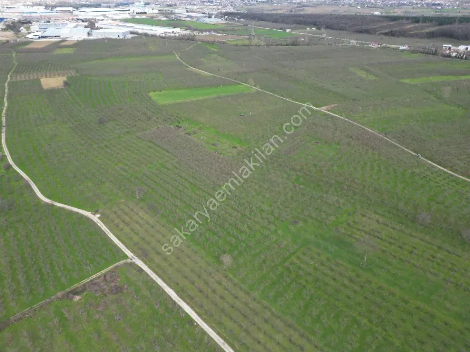 KÜÇÜCEK İSTİKLAL'DE 6.159 m2 FINDIK BAHÇESİ SATILIK