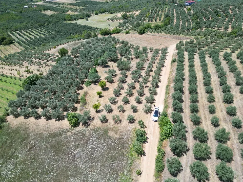 Geyve Doğantepe'de 2.445 m² Bakımlı Zeytin Bahçesi