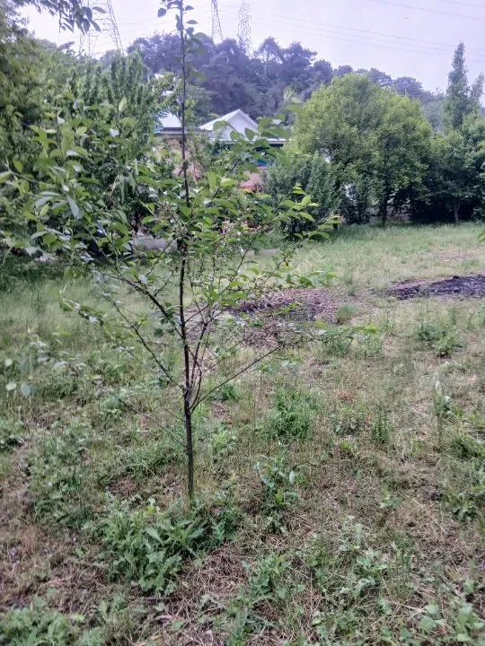 Yayla evi ile birlikte satılıktır