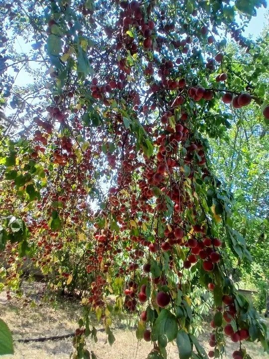 Yayla evi ile birlikte satılıktır