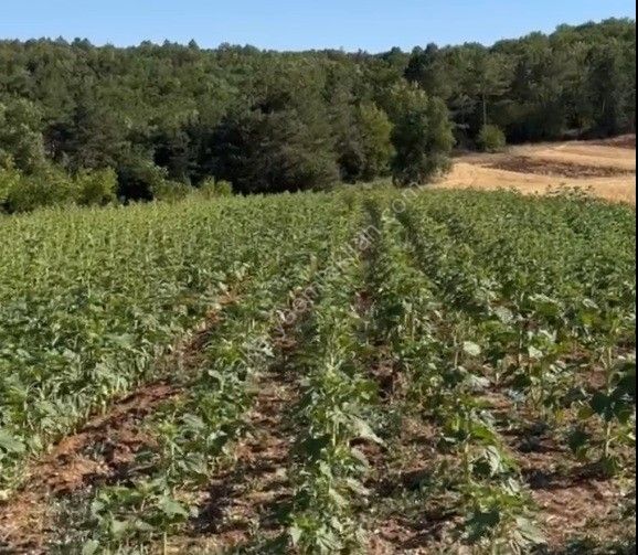 BOLATLI'DA SATILK TARLA