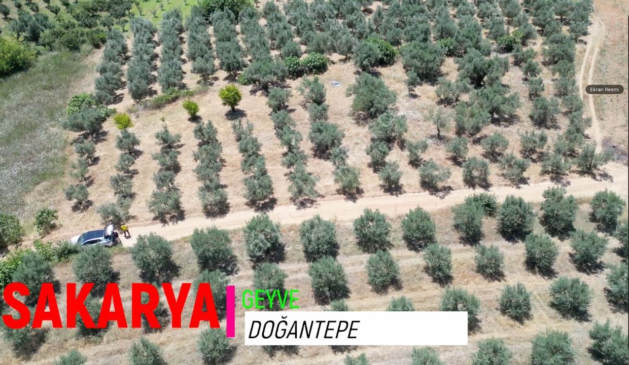 Geyve Doğantepe'de 2.445 m² Bakımlı Zeytin Bahçesi